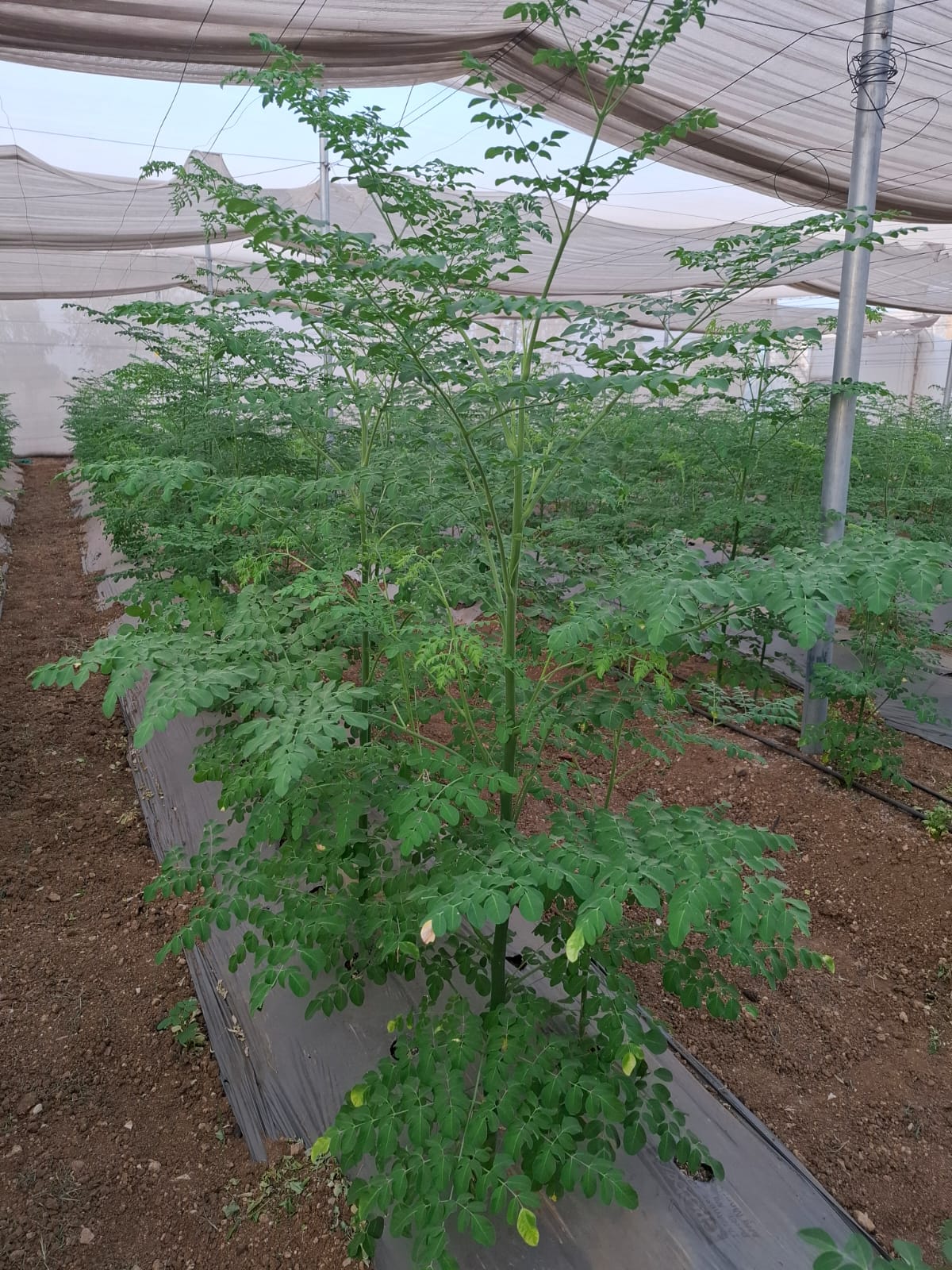 Moringa Plantation